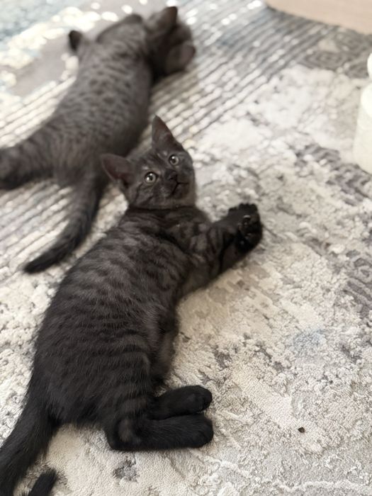 Продам метис котят