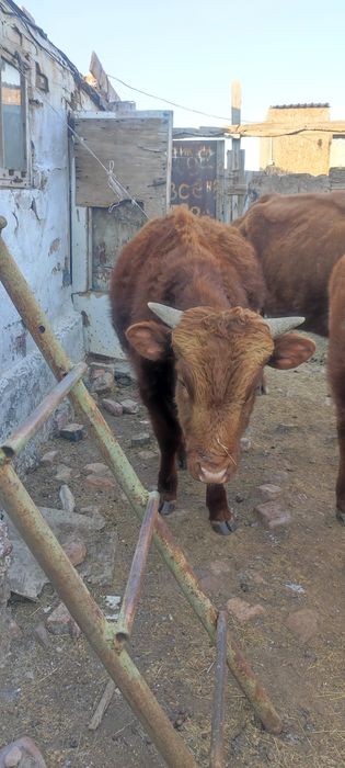 Продам бычков подсосных