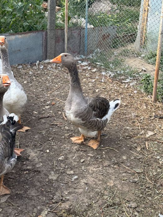 Gâște tinere și frumoase