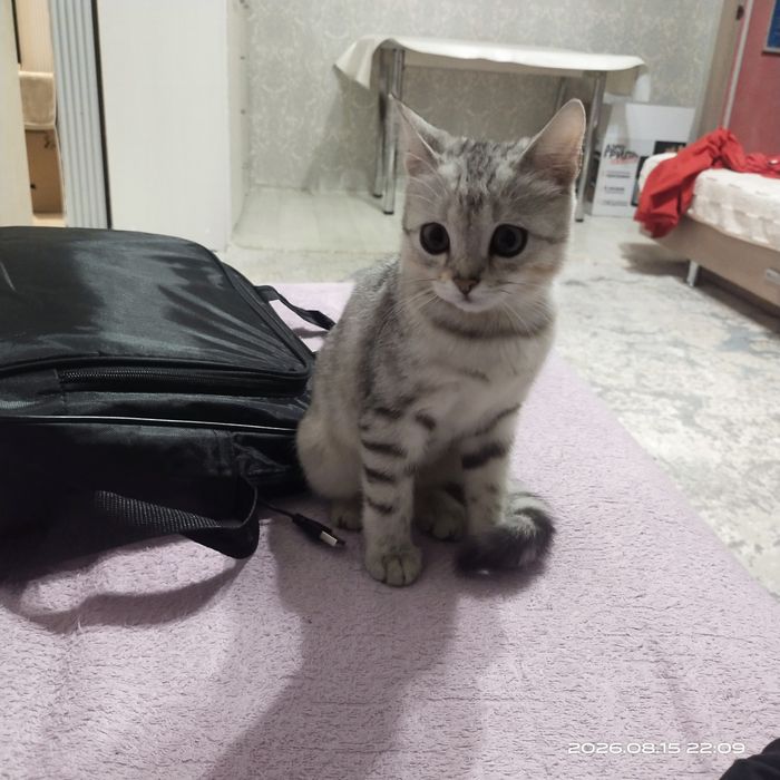 Кошечка британская табби