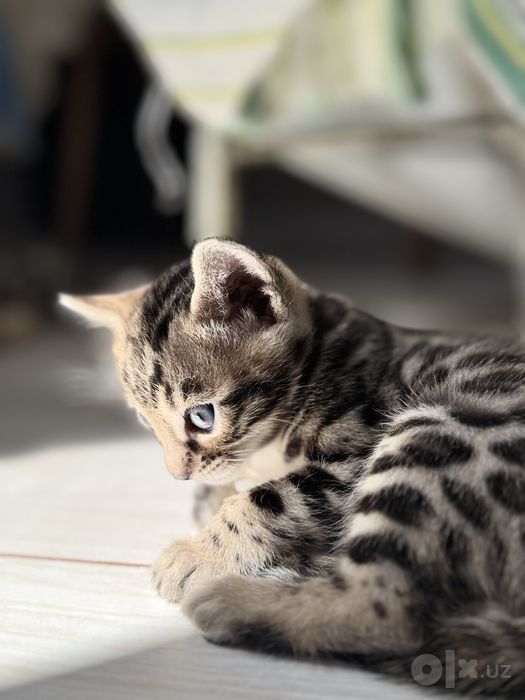 Бенгальские котята, бенгалы, кошки, пародистые, мушук