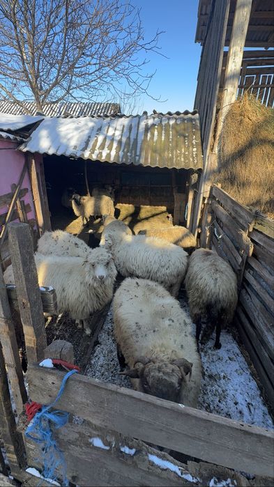 Vând 10 oi oacheșe cu 3 miei