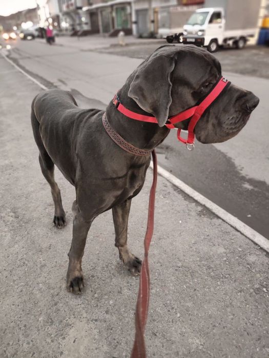 Немецкий дог, щенки немецкого дога