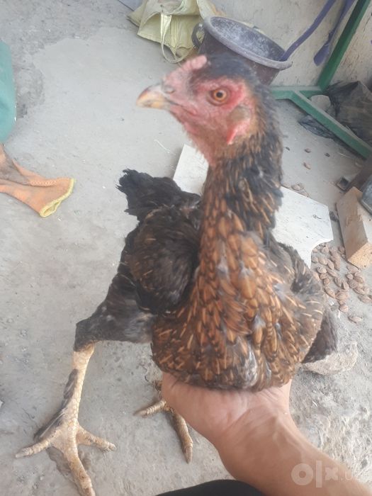 Brama xróz va duraga tovuģ sotiladi