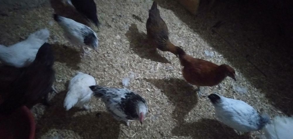 Продам цыплят.2,5месяца