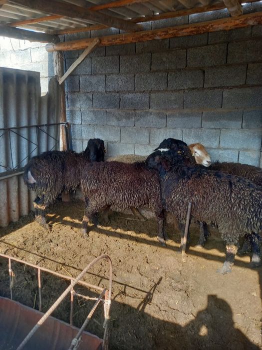 Қошқар 1 жасар 10 бас