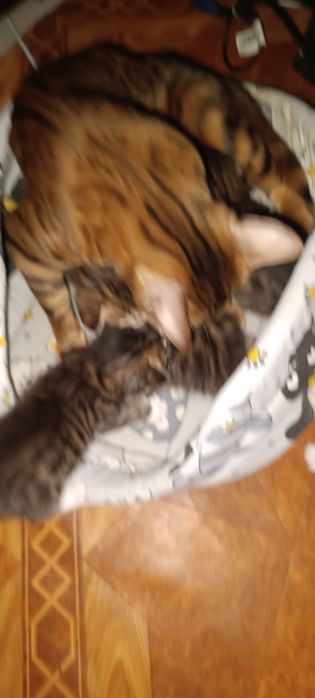 Продам бенгальских котят