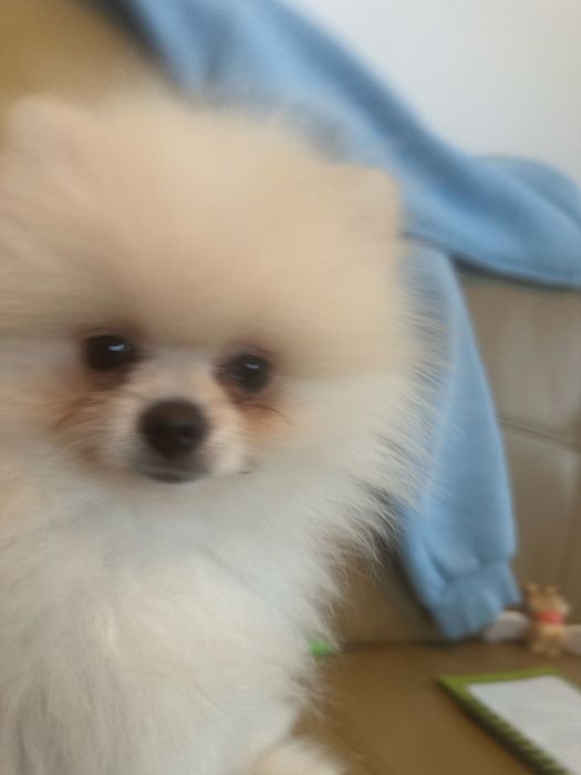 Pomeraniam mini toy