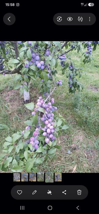 Vand prune de tuica si pentru gem