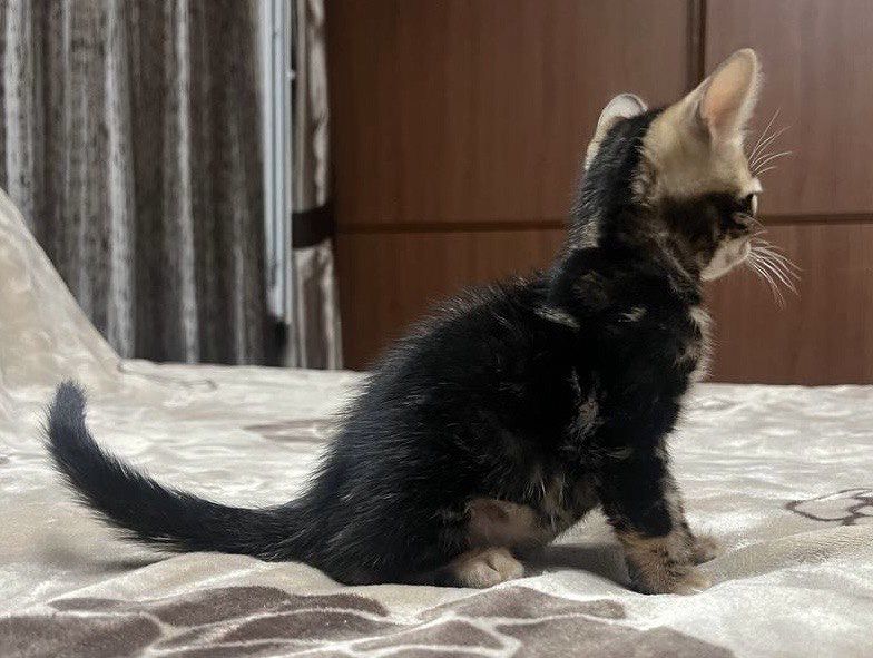 Бенгальские котята