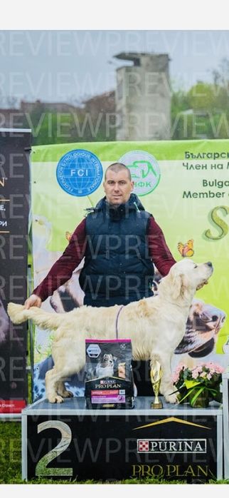 Голдън Ретривър ***FCI***