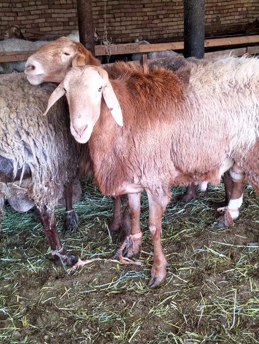 Кошкарлар сатылады