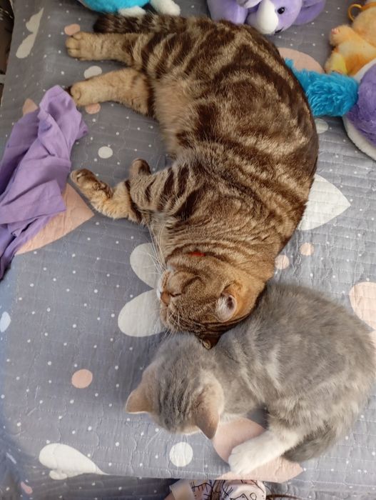 Очаровательные котята ищут заботливых хозяев!