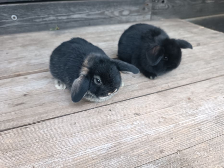 Iepurasi pitici Holland Lop / Mini Lop