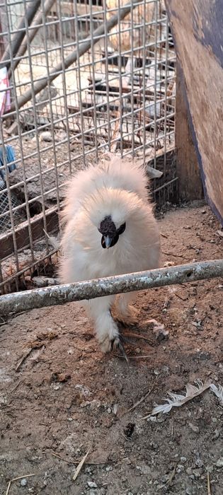Gaini matase japoneza, Hamburg, motata olandeza, araucana, oua incubat