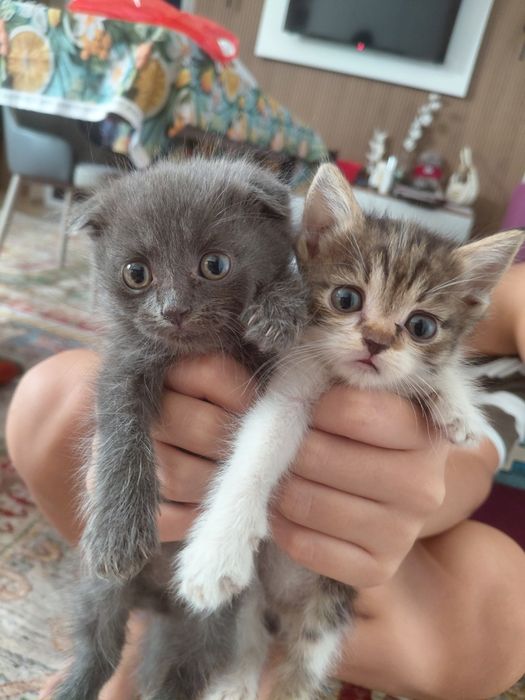 Котята породистые