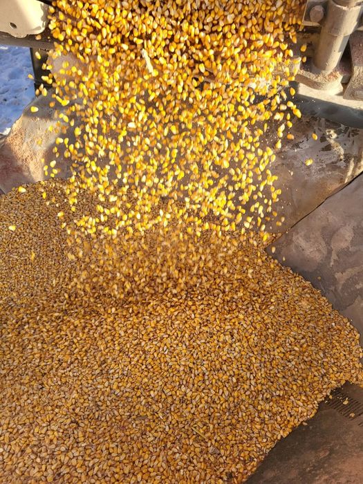 Boabe , grau , tarate , uroaie , mazare ,srot soi, srot floare