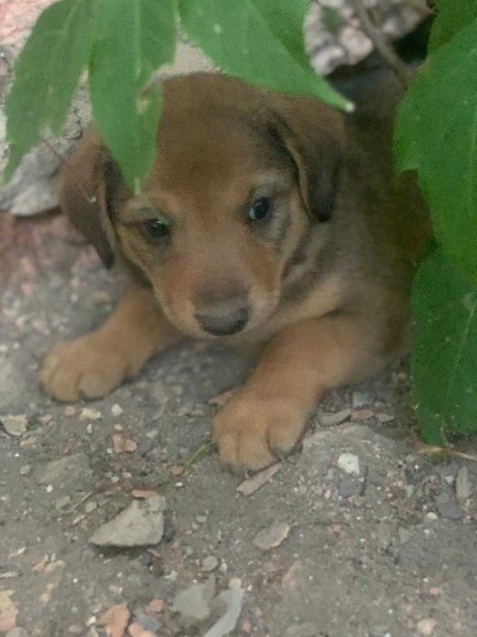 Щенки , возраст 1 месяц.