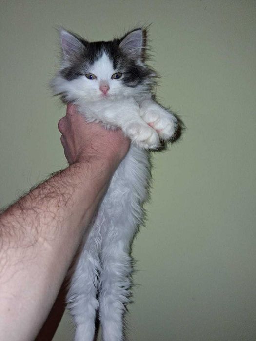 отдам котят добрым людям