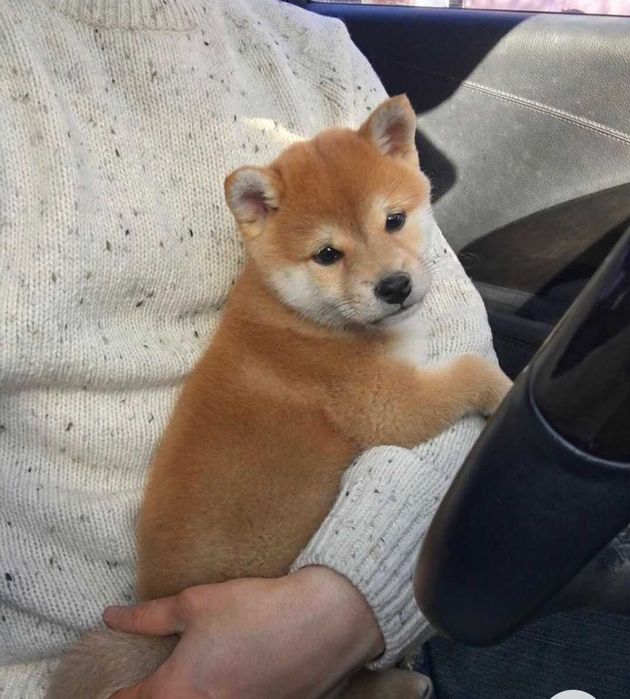 Shiba Inu roscat de vanzare foarte frumos/transport