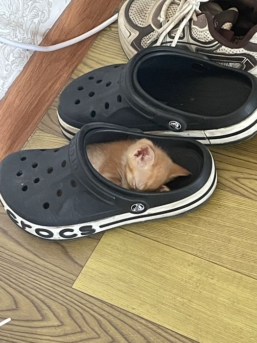 Отдам котят бесплатно
