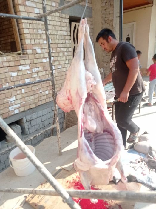 Qoylar qochqorlar sotamiz jivoy vesga 90.000 mingdan  kilosga 140.000