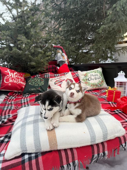 Девочки хаски ну очень красивые