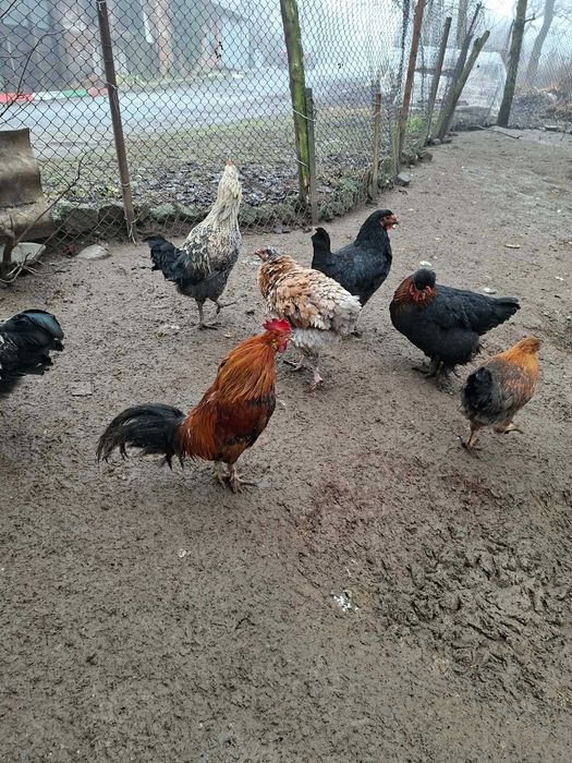 Продавам кокошки и петли