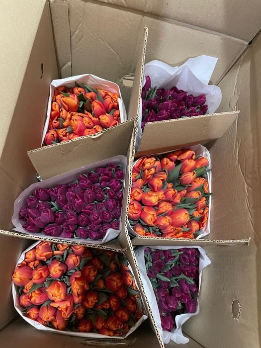 Тюльпаны местные