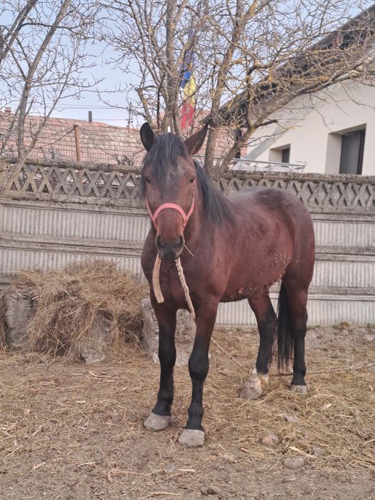 Vând armăsar  de 3 ani