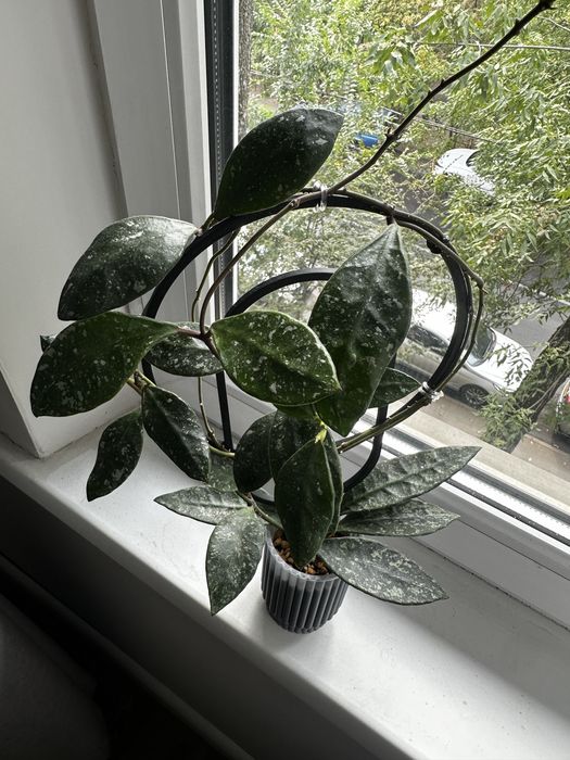 Хойи укорененные продажа