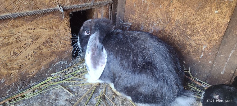 Продаются кролики.