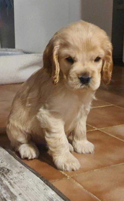 Продавам най-хубавите кокери.