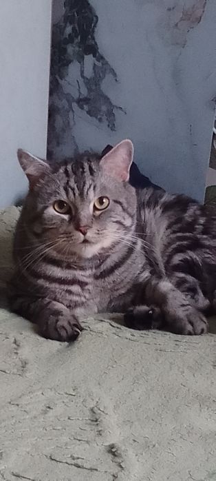 Шотландец  Скотиш Страйт  вязка