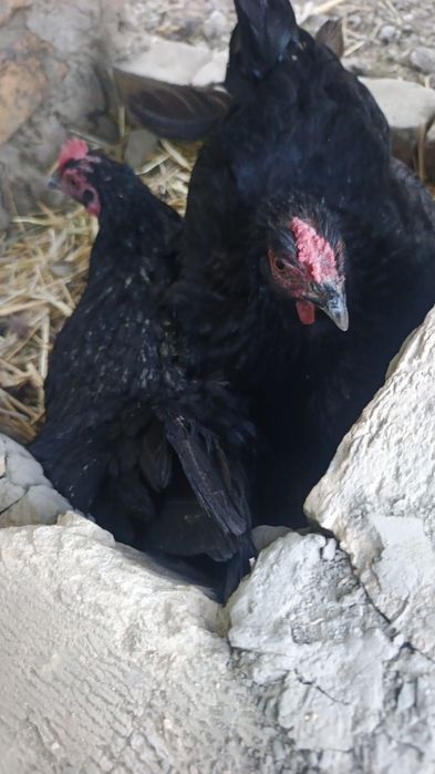 Kurk tovuq sotiladi 5 dona bor