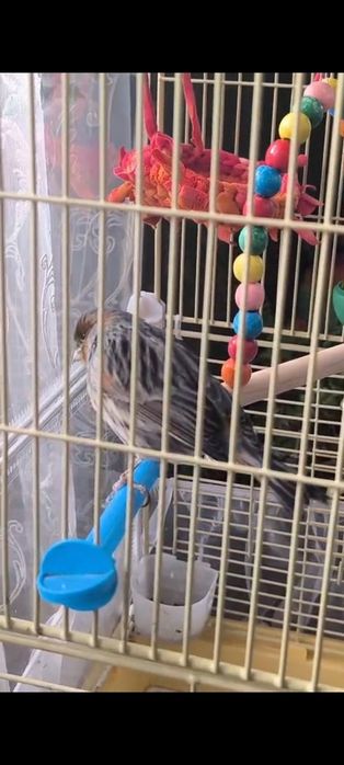 Породистый кенар, красно-черный мозаика