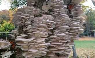 продам сежие грибы вешанка