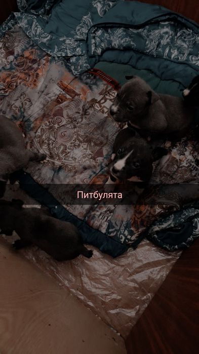 Продам щенков породы Американский питбуль