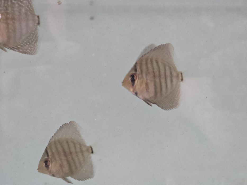 Мальки дискуса Туркис