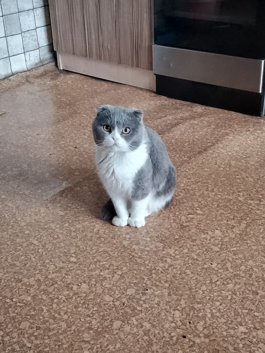 Отдам кота Шотландца