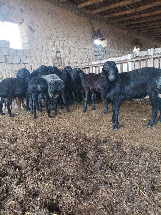 Quchqorla sotiladi semiz qulogʻlari butun