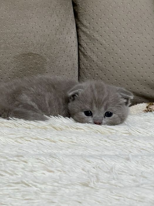 Котят Британские