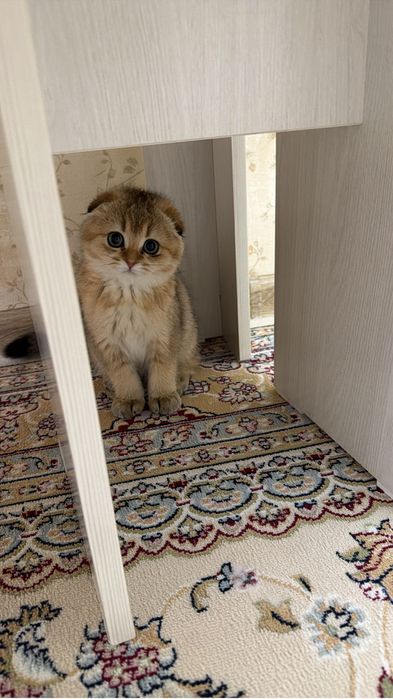 Продам котенка очень умная