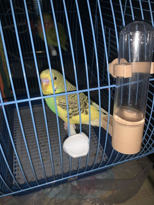 ручной папугай 10000 атырау