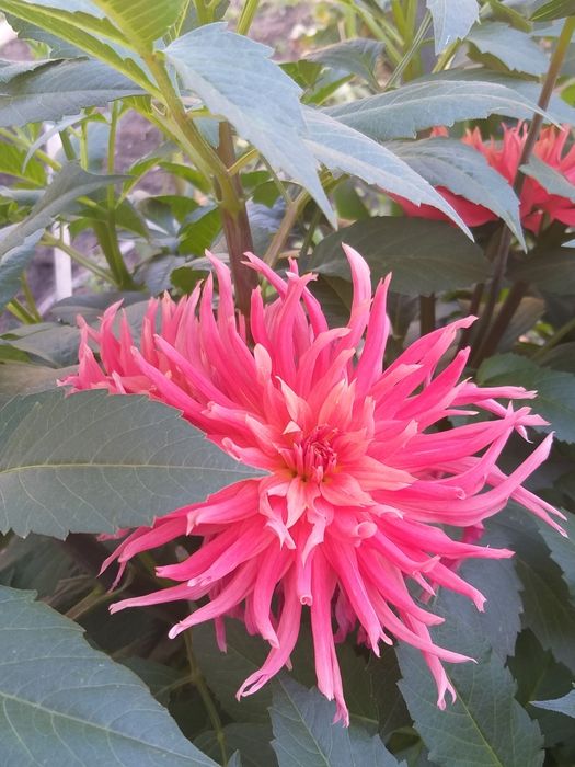 Клубни георгин голландия