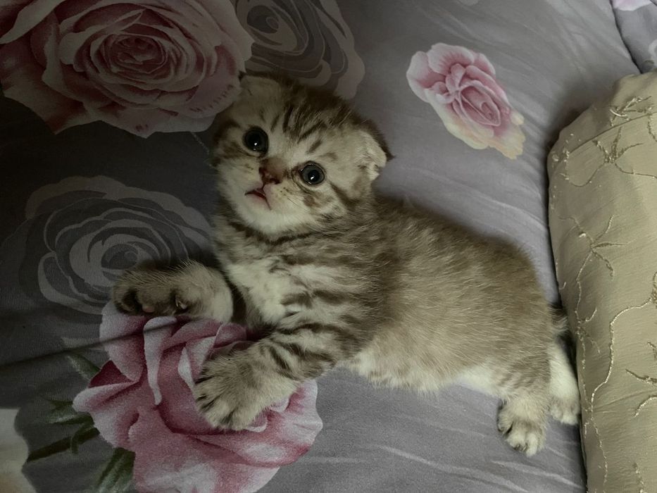 Британские короткошерстные  котята