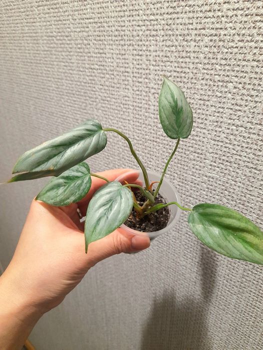 Продам Фикус бенджамина Твилайт