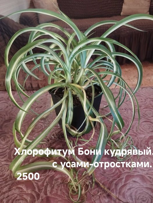 Комнатные растения