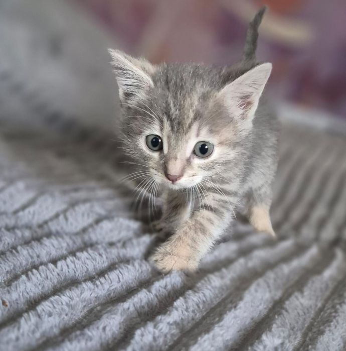 Ищем семью для котят