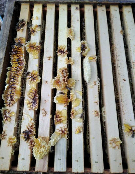 Биологичен пчелен мед Акация и аморфа